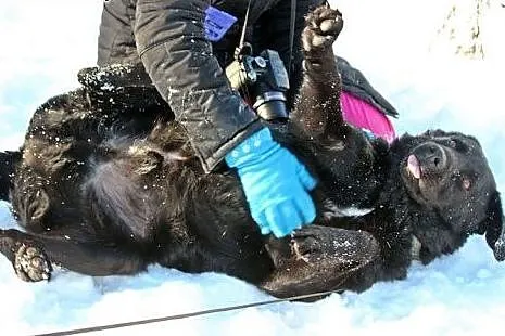 Uśmiechnięty, kochany Bleki, radosny LABRADOR adop