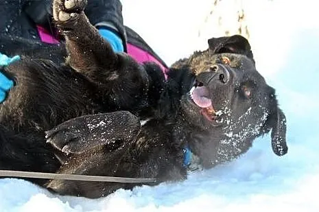 Uśmiechnięty, kochany Bleki, radosny LABRADOR adop