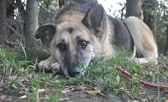 Tola szuka nowego domu