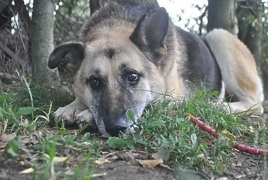 Tola szuka nowego domu