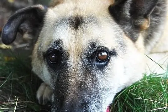 Tola szuka nowego domu