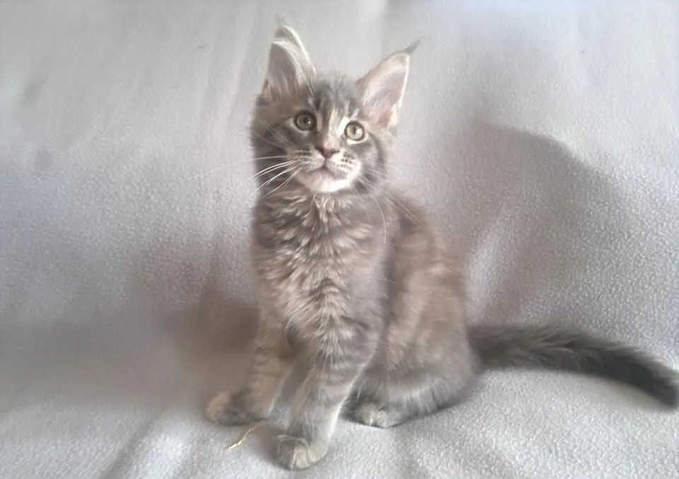 Koteczka Maine Coon z rodowodem - Super cena!