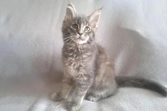 Koteczka Maine Coon z rodowodem - Super cena!