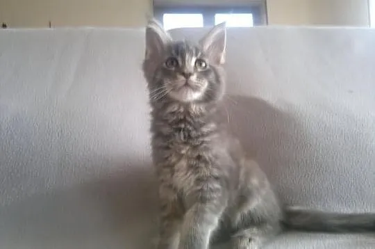 Koteczka Maine Coon z rodowodem - Super cena!