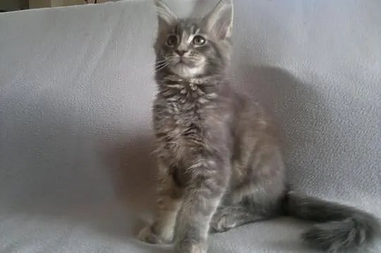 Koteczka Maine Coon z rodowodem - Super cena!