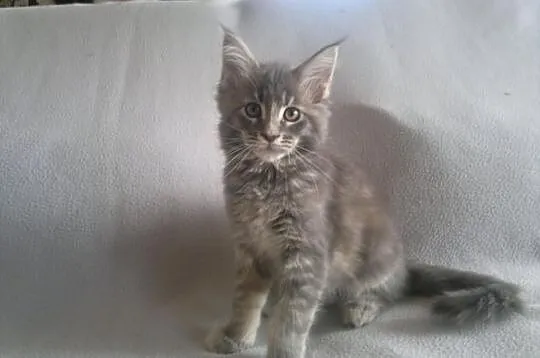 Koteczka Maine Coon z rodowodem - Super cena!