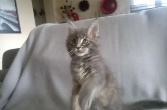 Koteczka Maine Coon z rodowodem - Super cena!
