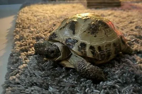 Sprzedam Żółwia stepowego  6 letniego z terarium 100/40/40
