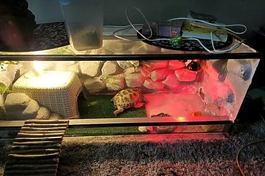 Sprzedam Żółwia stepowego  6 letniego z terarium 100/40/40, Małopolskie, Kraków