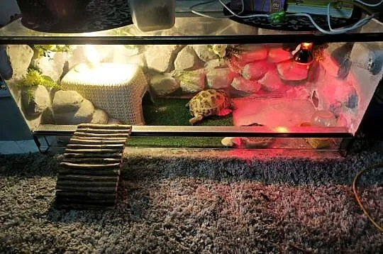 Sprzedam Żółwia stepowego  6 letniego z terarium 100/40/40, Małopolskie, Kraków