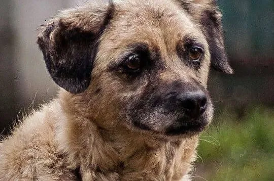 Dunia wypatruje tęsknie domu