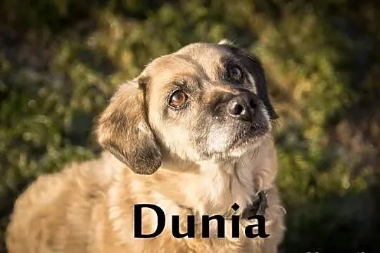 Dunia wypatruje tęsknie domu