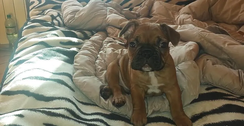Buldog francuski