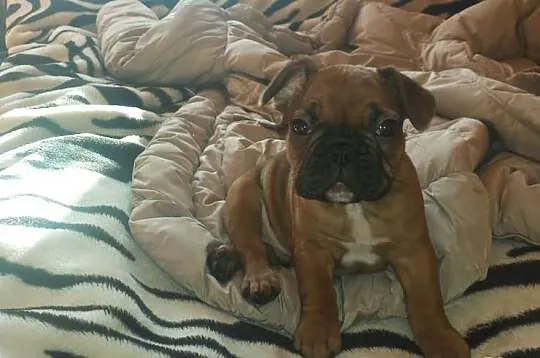 Buldog francuski