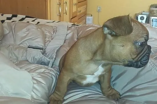 Buldog francuski