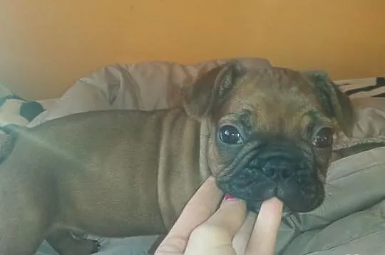 Buldog francuski