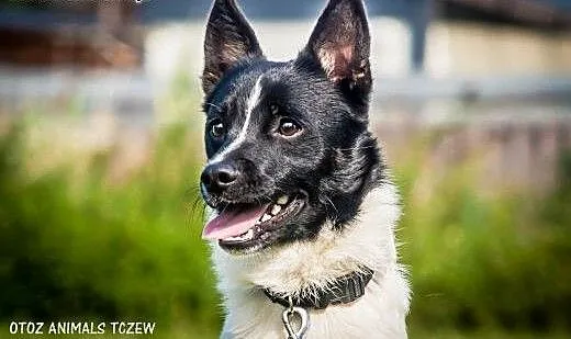 OTOZ Animals - Zorro - roczny, nieduży, energiczny