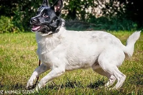 OTOZ Animals - Zorro - roczny, nieduży, energiczny