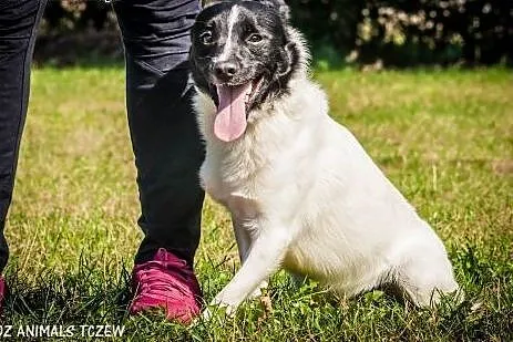 OTOZ Animals - Zorro - roczny, nieduży, energiczny
