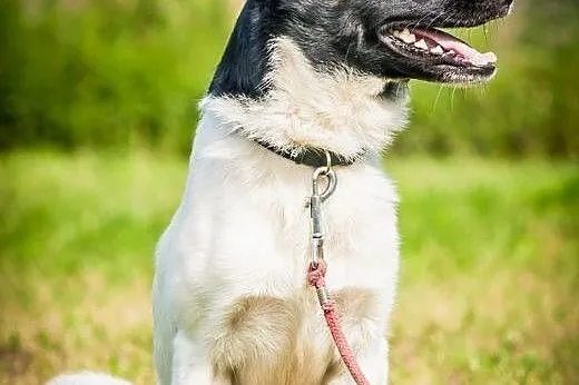 OTOZ Animals - Zorro - roczny, nieduży, energiczny