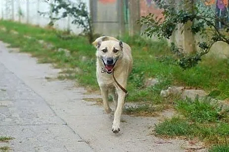 Piasek szuka domu, ma czas do konca marca,  Kundel