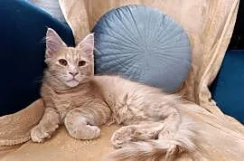 Kocurek Maine Coon