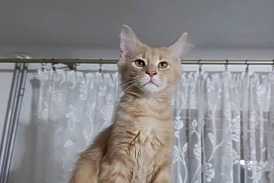 Kocurek Maine Coon, Lubelskie, Krasnystaw