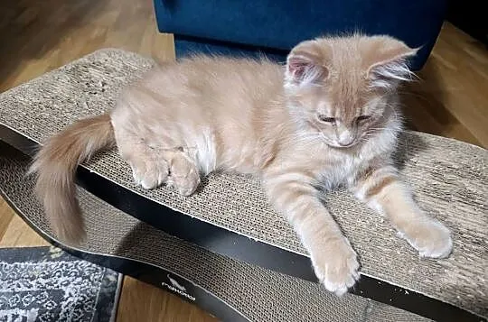 Kocurek Maine Coon, Lubelskie, Krasnystaw