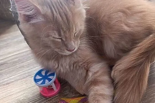 Kocurek Maine Coon, Lubelskie, Krasnystaw
