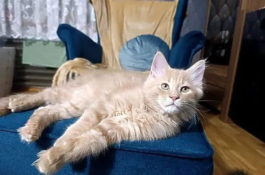 Kocurek Maine Coon, Lubelskie, Krasnystaw