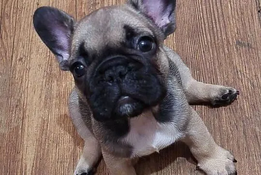 Buldog francuski piesek