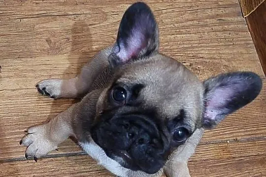 Buldog francuski piesek, Wielkopolskie, Wronki