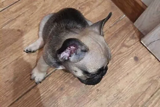 Buldog francuski piesek, Wielkopolskie, Wronki