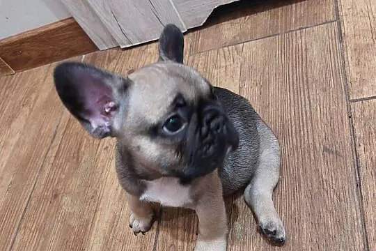 Buldog francuski piesek, Wielkopolskie, Wronki