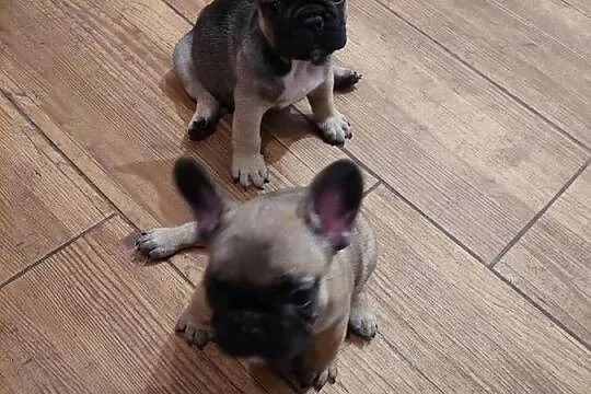 Buldog francuski piesek, Wielkopolskie, Wronki