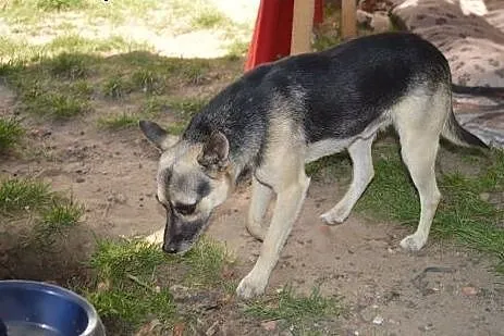 Maleńki Guziczek bardzo chce być kochany. Adoptuj 