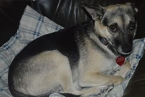 Maleńki Guziczek bardzo chce być kochany. Adoptuj 