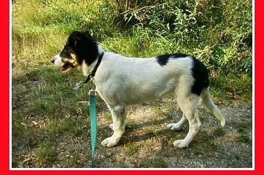 6 mies. średnia docelowo,łagodna,wesoła suczka DAL