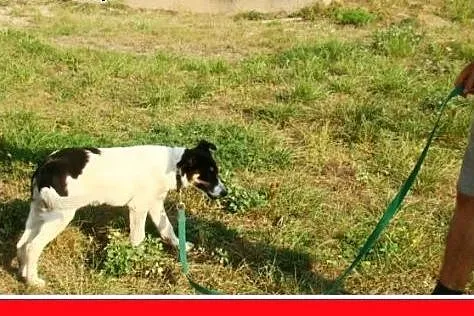 6 mies. średnia docelowo,łagodna,wesoła suczka DAL