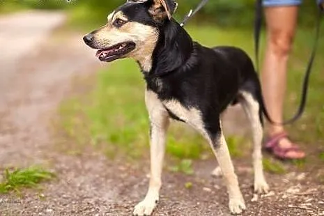 Przyjacielski Witek szuka domu,  dolnośląskie Wroc