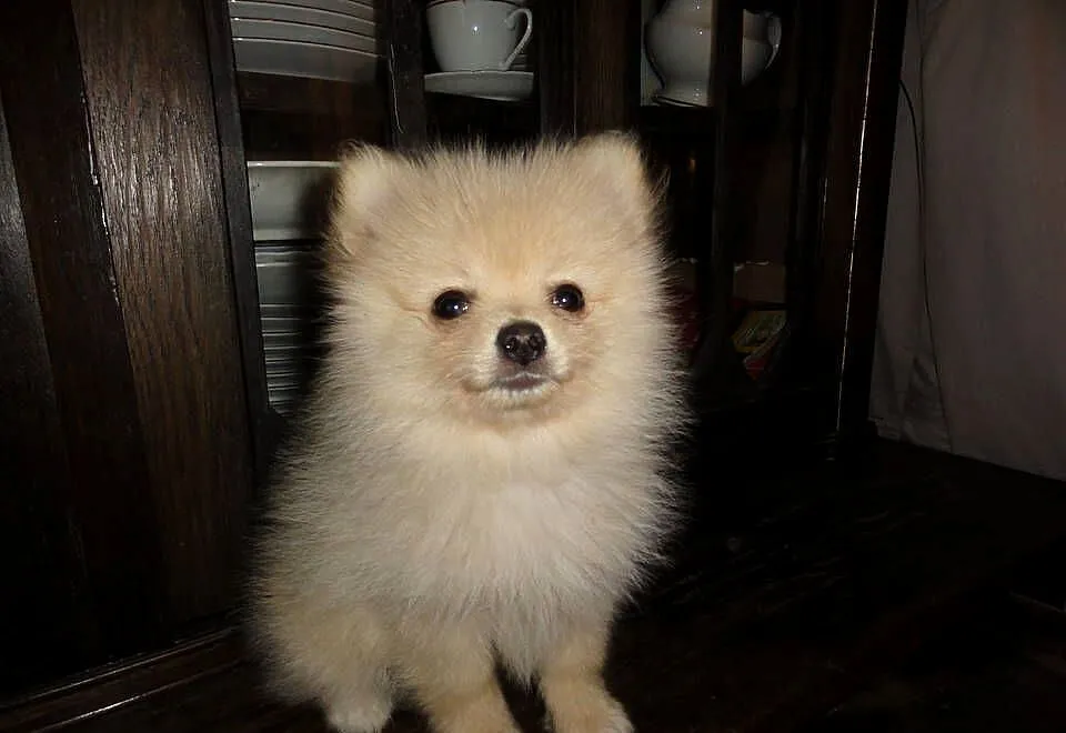Pomeranian szpic miniaturowy, Łódzkie, Łódź