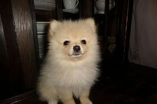 Pomeranian szpic miniaturowy