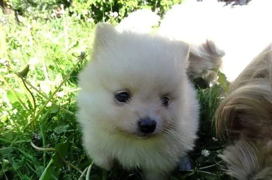 Pomeranian szpic miniaturowy, Łódzkie, Łódź