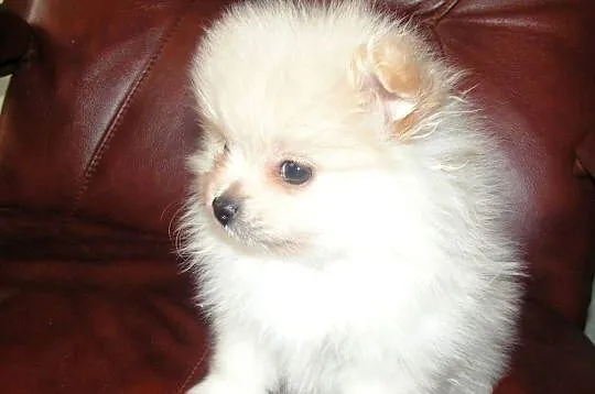 Pomeranian szpic miniaturowy, Łódzkie, Łódź