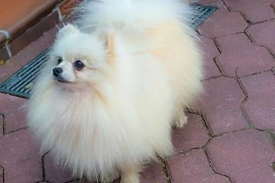 Pomeranian szpic miniaturowy, Łódzkie, Łódź