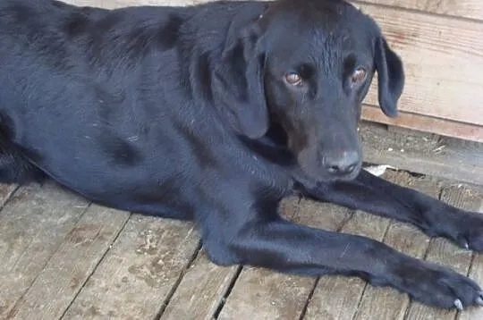 Miki w typie labradora szuka domu
