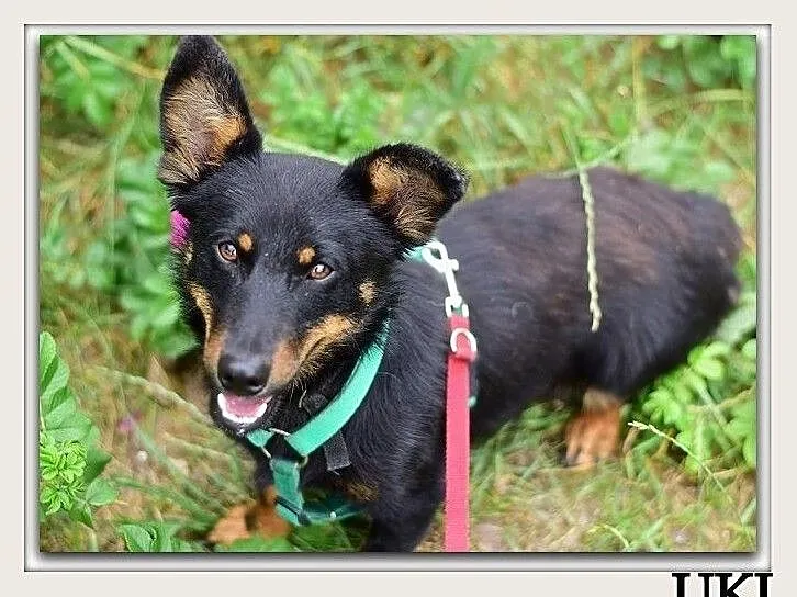 Mały,młody,łagodny,towarzyski,wesoły,zaszczepiony psiak UKI.Adopcja., Mazowieckie, Warszawa