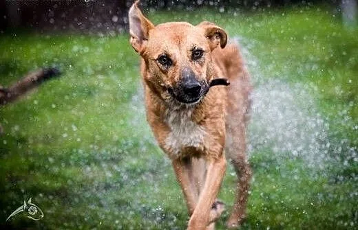 Lori idealna psinka poleca się do adopcji, śląski