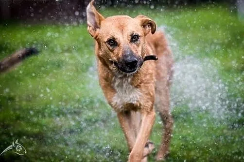 Lori idealna psinka poleca się do adopcji,  śląski