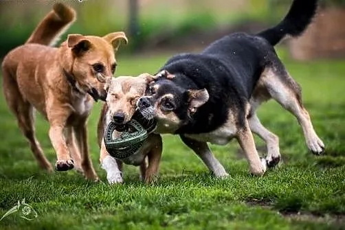 Lori idealna psinka poleca się do adopcji,  śląski